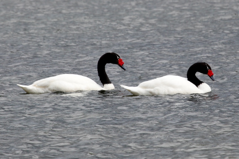 swans